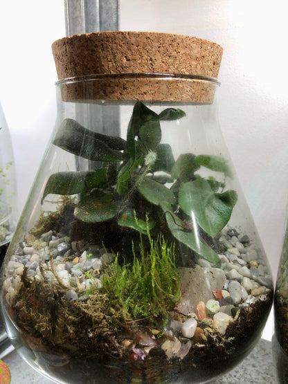 Beaker Plant Studio Terrarium lucky dip