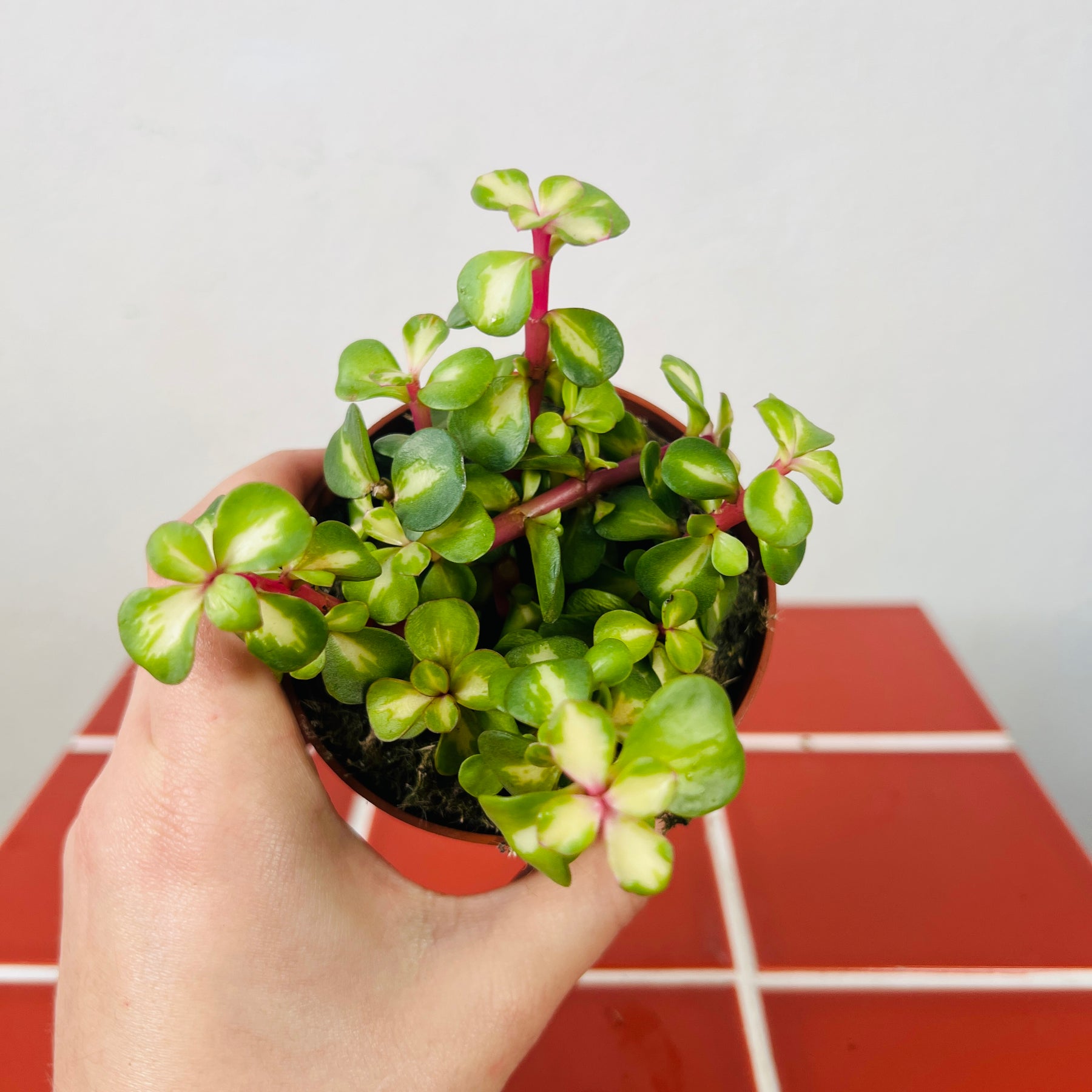 Portulacaria Afra Variegata