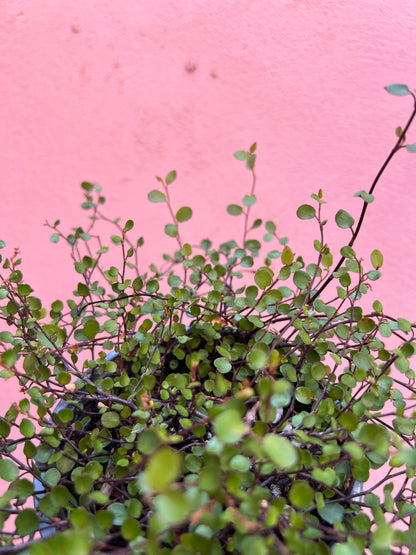 Muehlenbeckia Complexa - maidenhair vine
