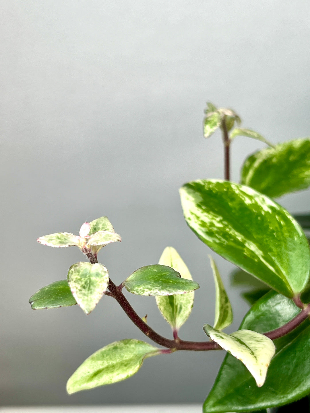 Aeschynanthus Lobbianus Variegatus -Varigated Lipstick plant