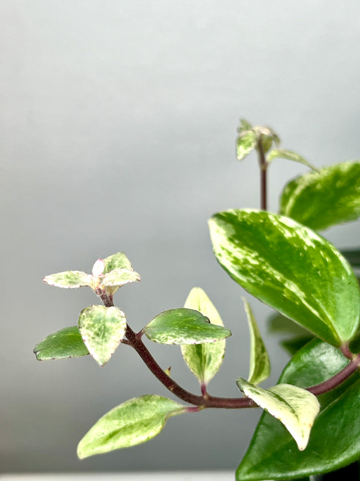 Aeschynanthus Lobbianus Variegatus -Varigated Lipstick plant