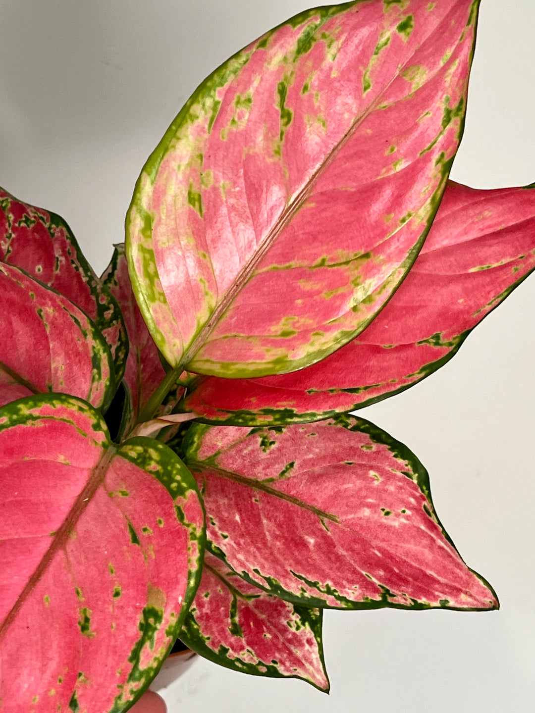 Aglaonema pink