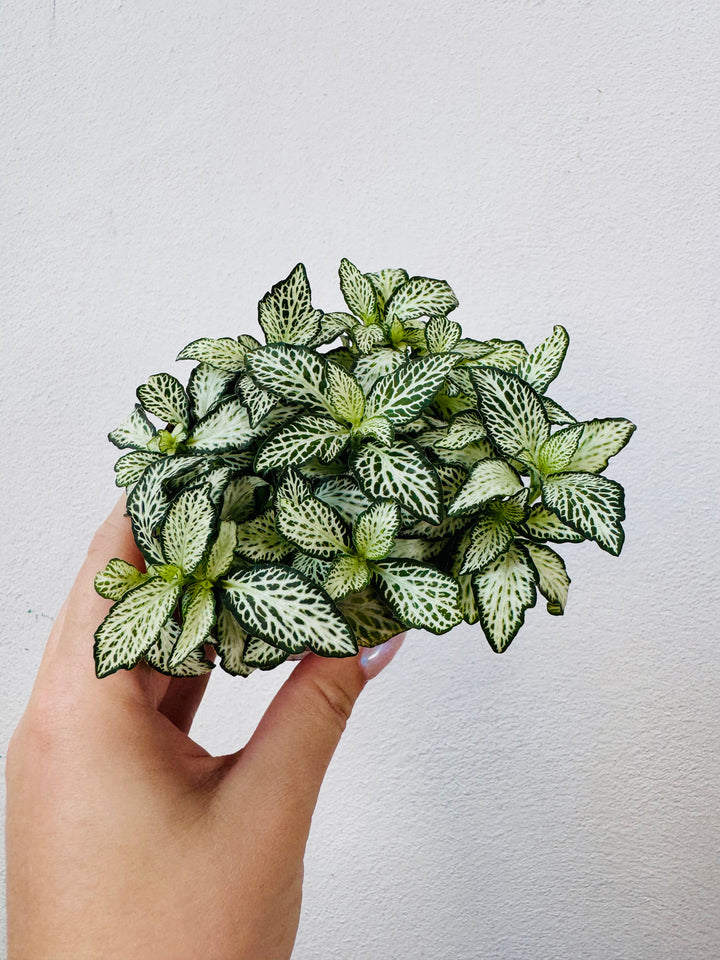 Fittonia Mix -Nerve Plant