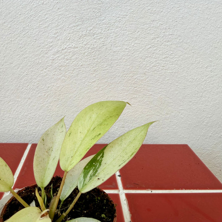 Philodendron ‘Snowdrift’