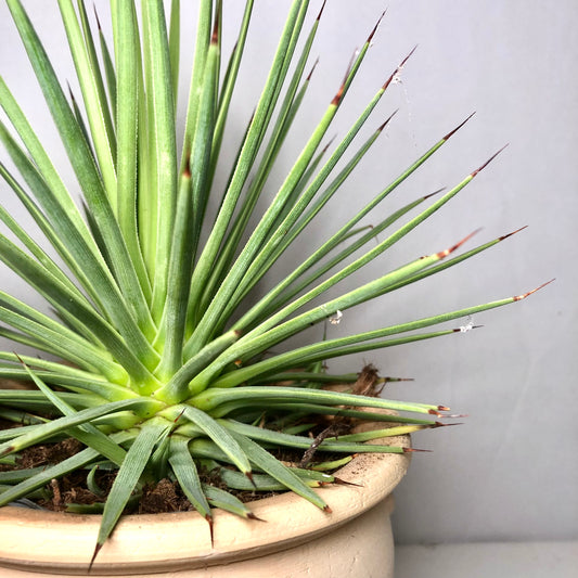 Agave Nana In 16 Cm 'kruik La Vica' pot