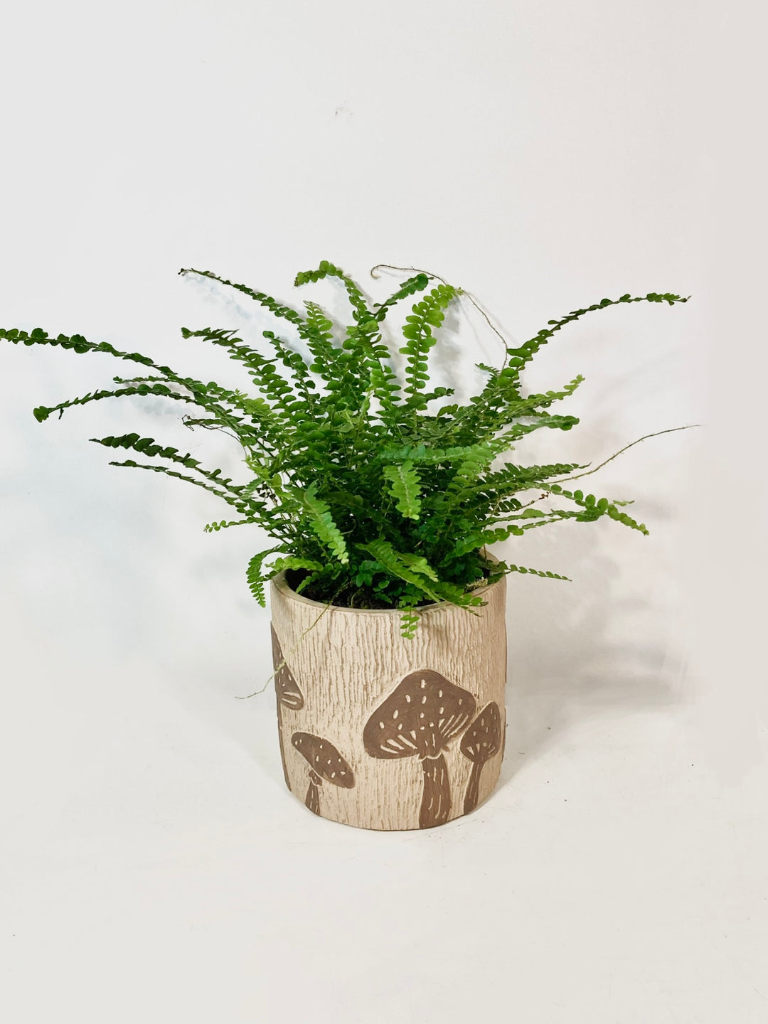 Nephrolepis Cordi Duffii - Lemon button fern
