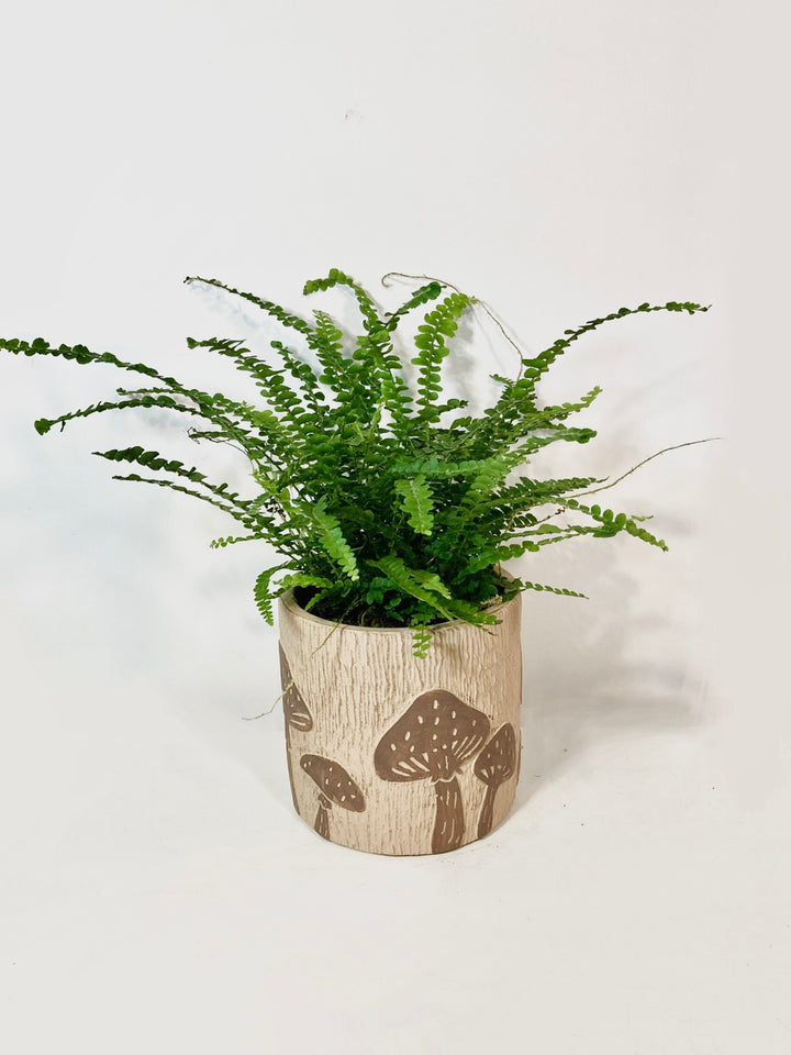 Nephrolepis Cordi Duffii - Lemon button fern