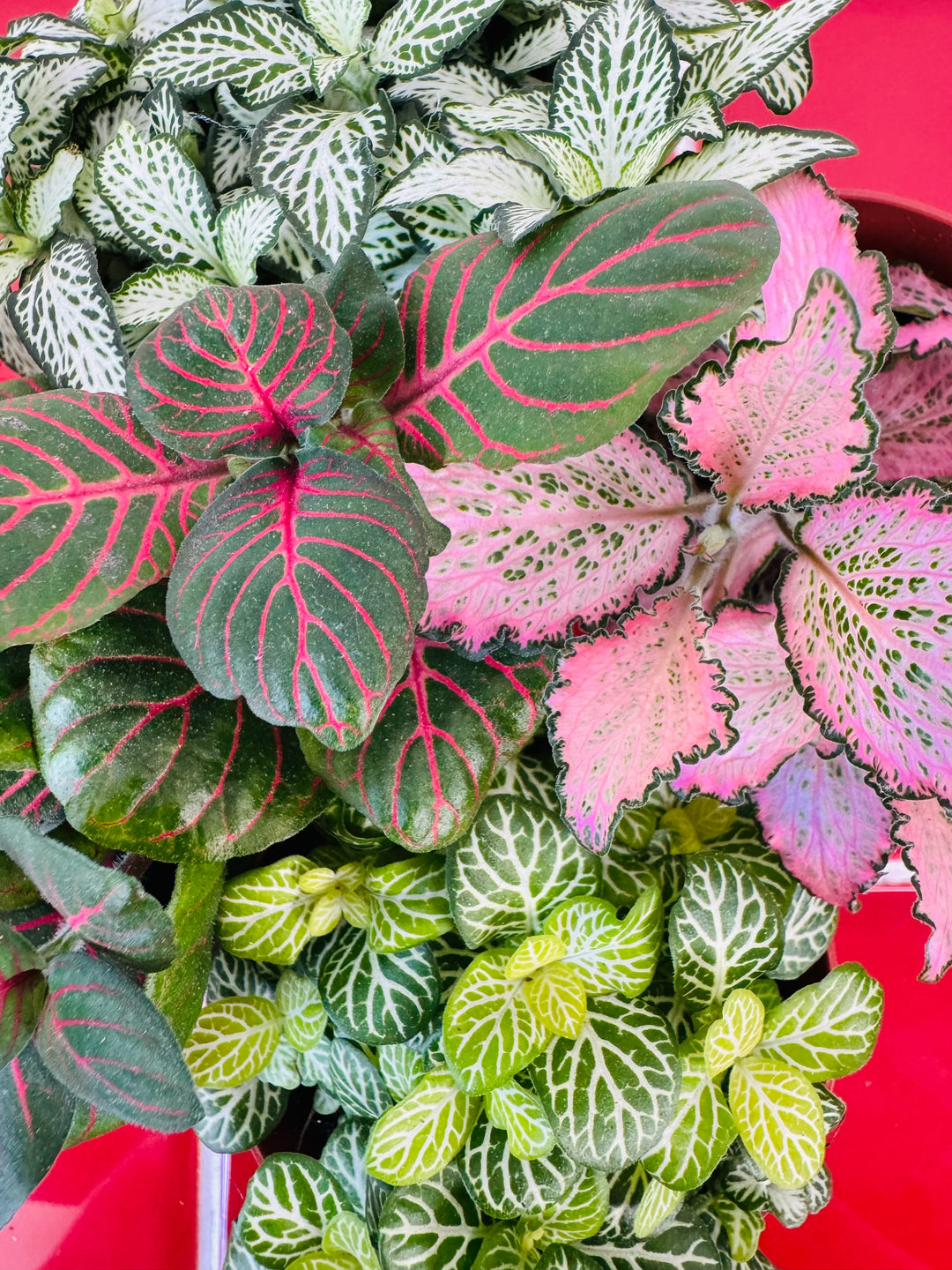 Fittonia Mix -Nerve Plant