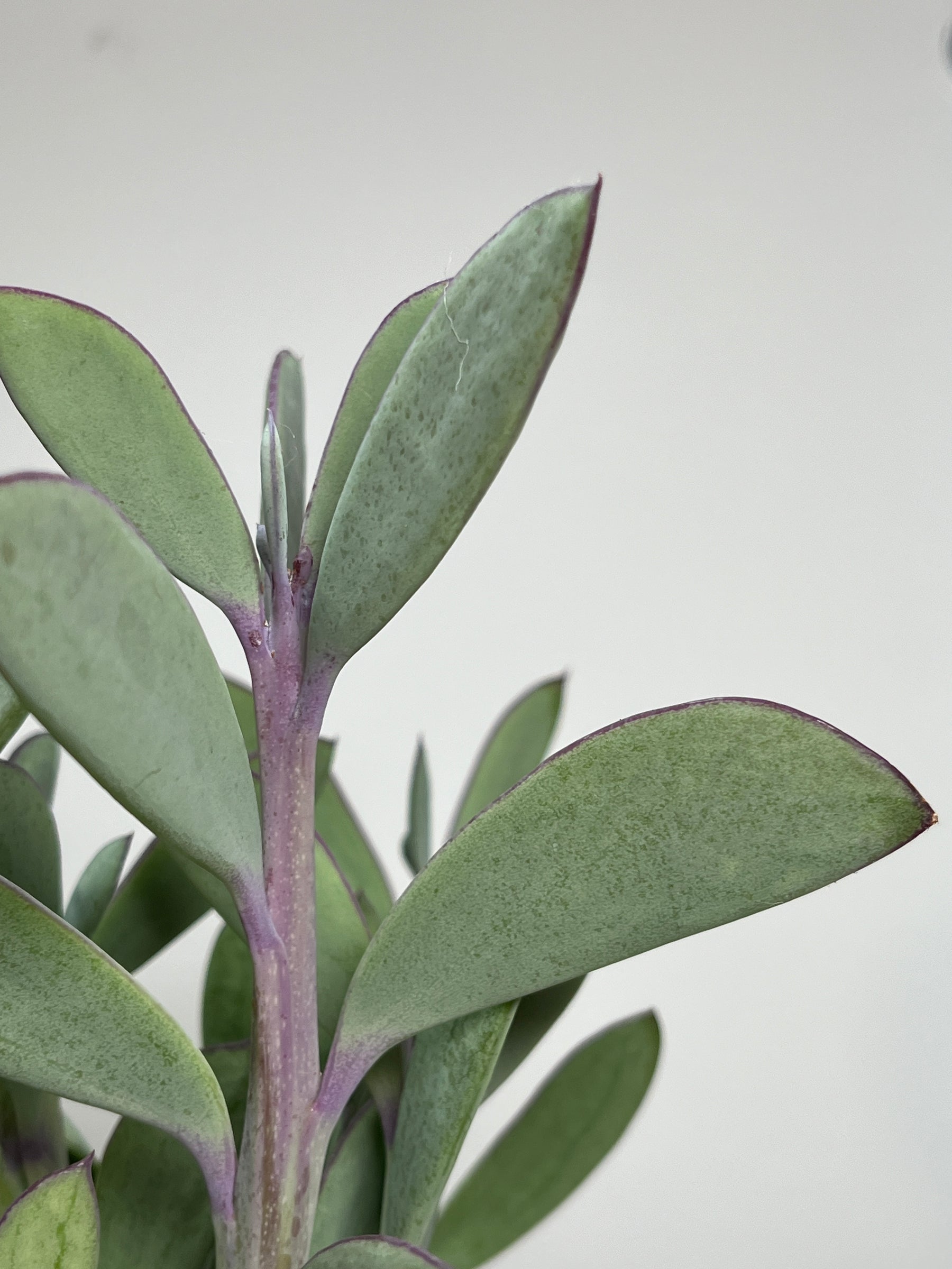 lavender steps succulent Senecio Crassissimus