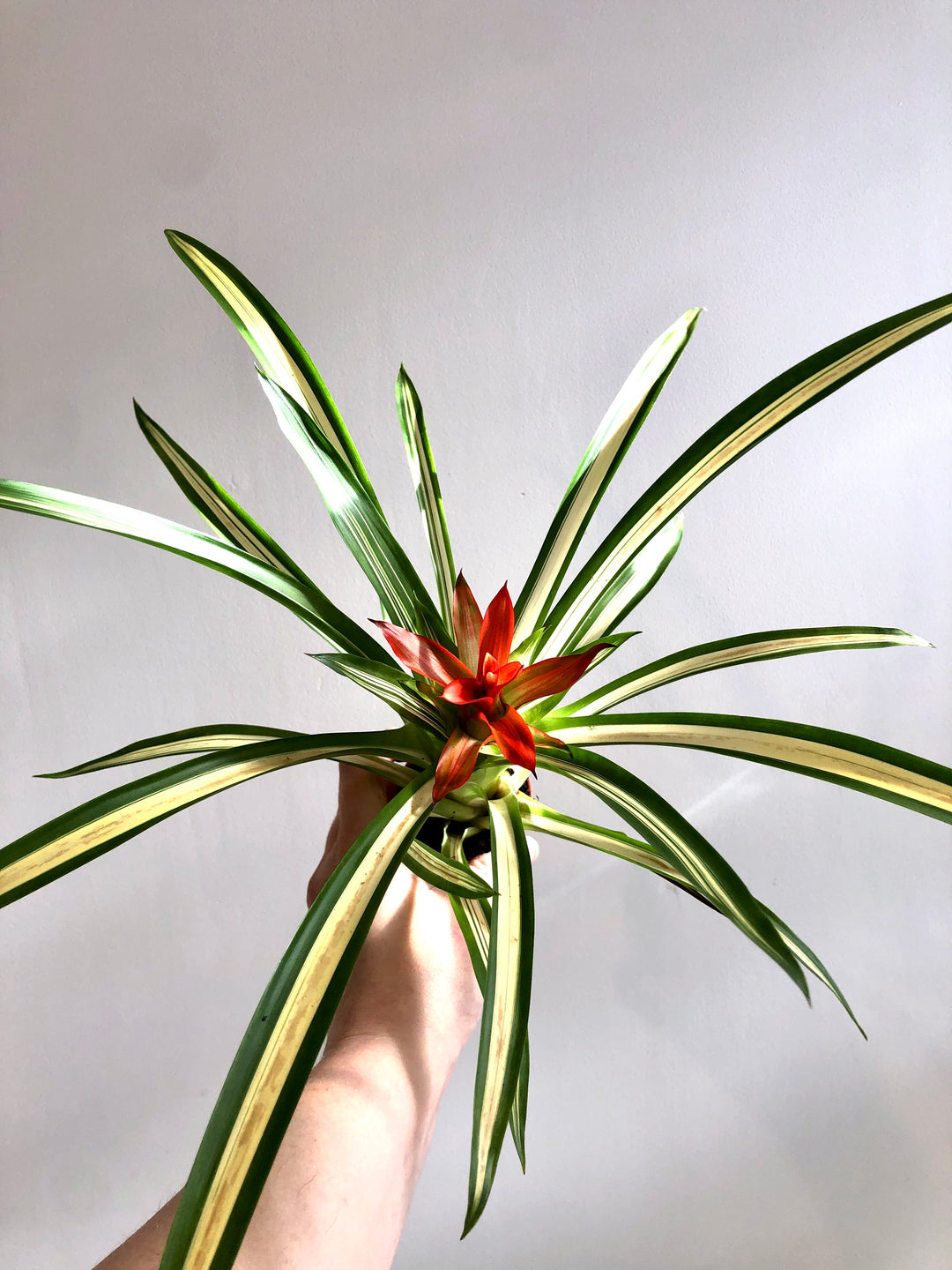 Guzmania Ice Cream Mini
