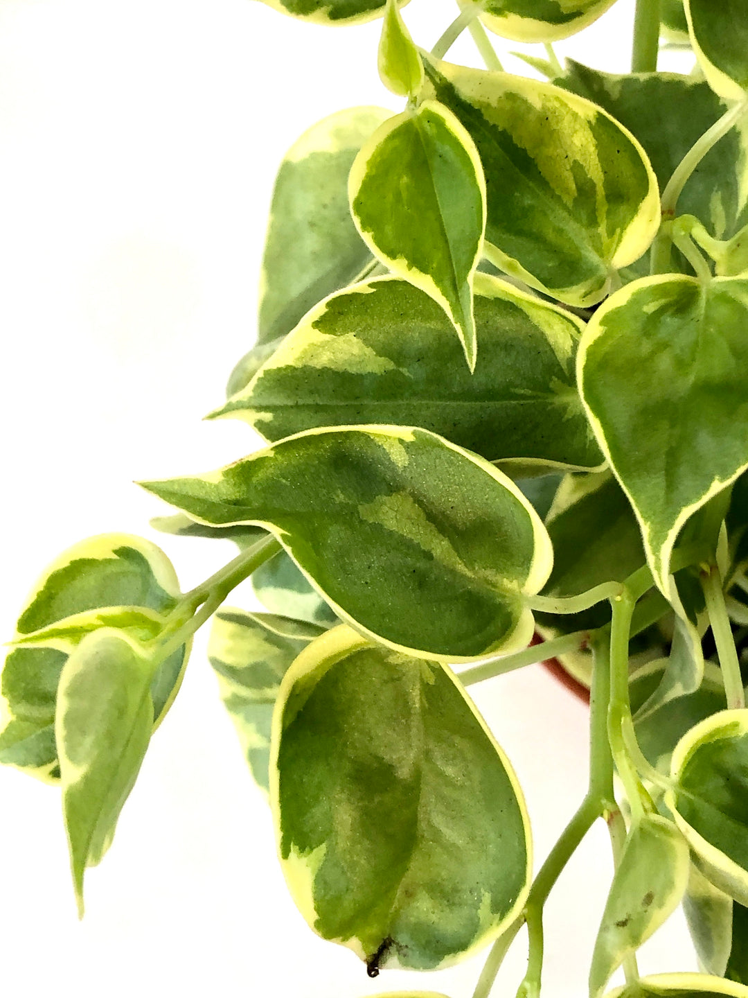 Peperomia Scandens