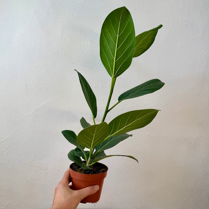 Ficus Benghalensis