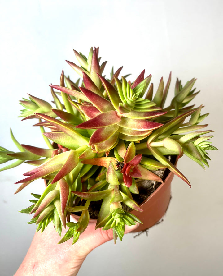 Crassula capitella ‘Red Pagoda’