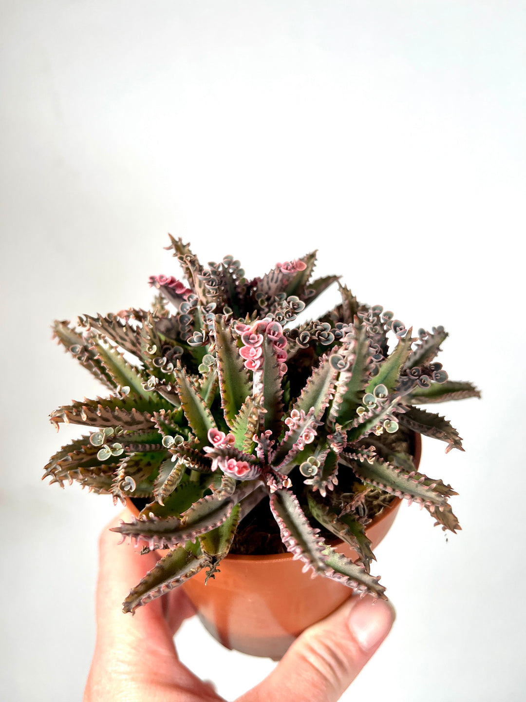 Kalanchoe Daigremontiana