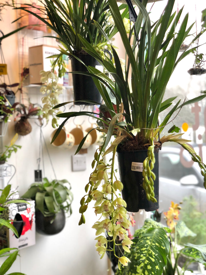 Cymbidium - boat orchid