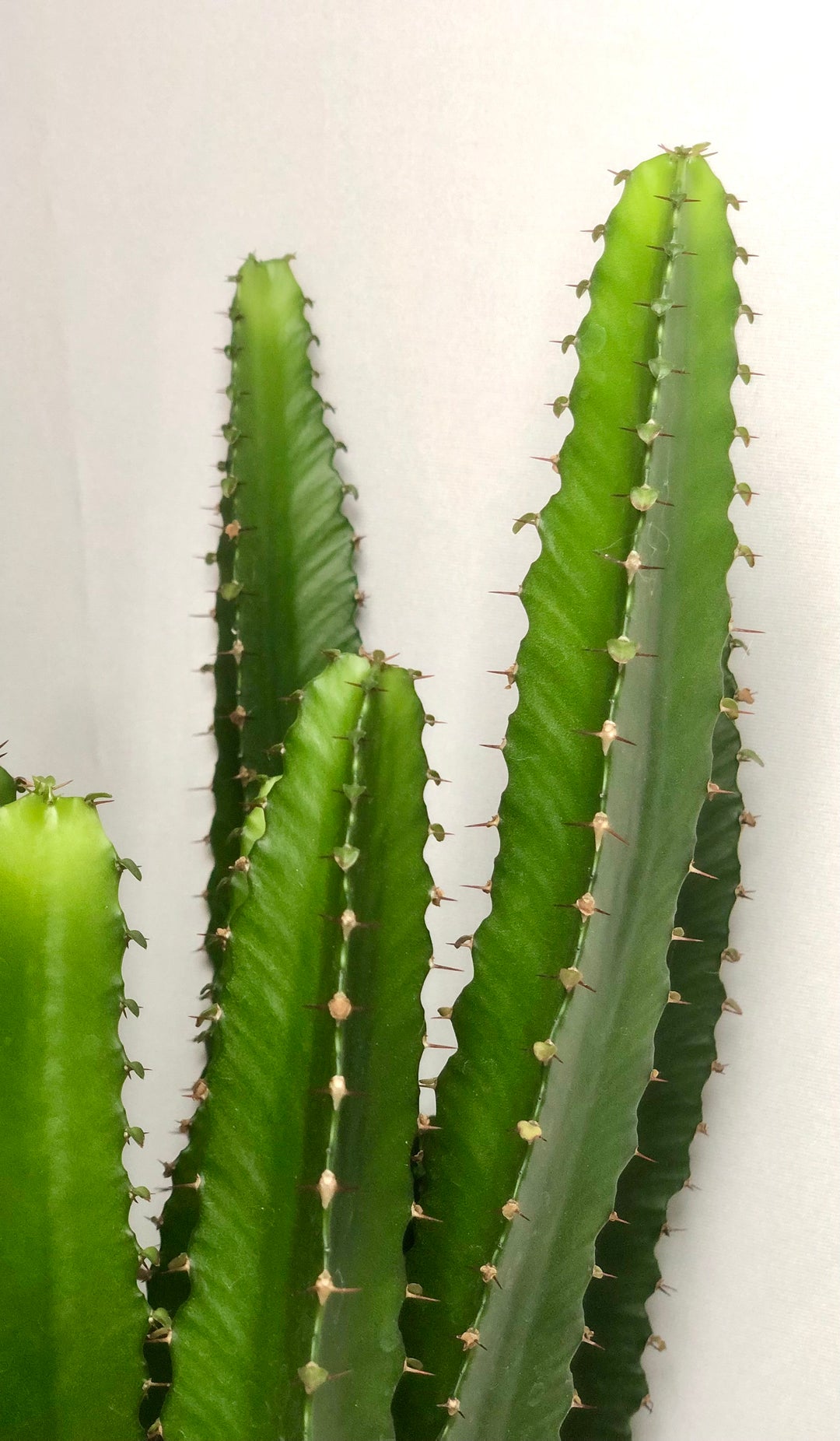 Euphorbia Triangularis