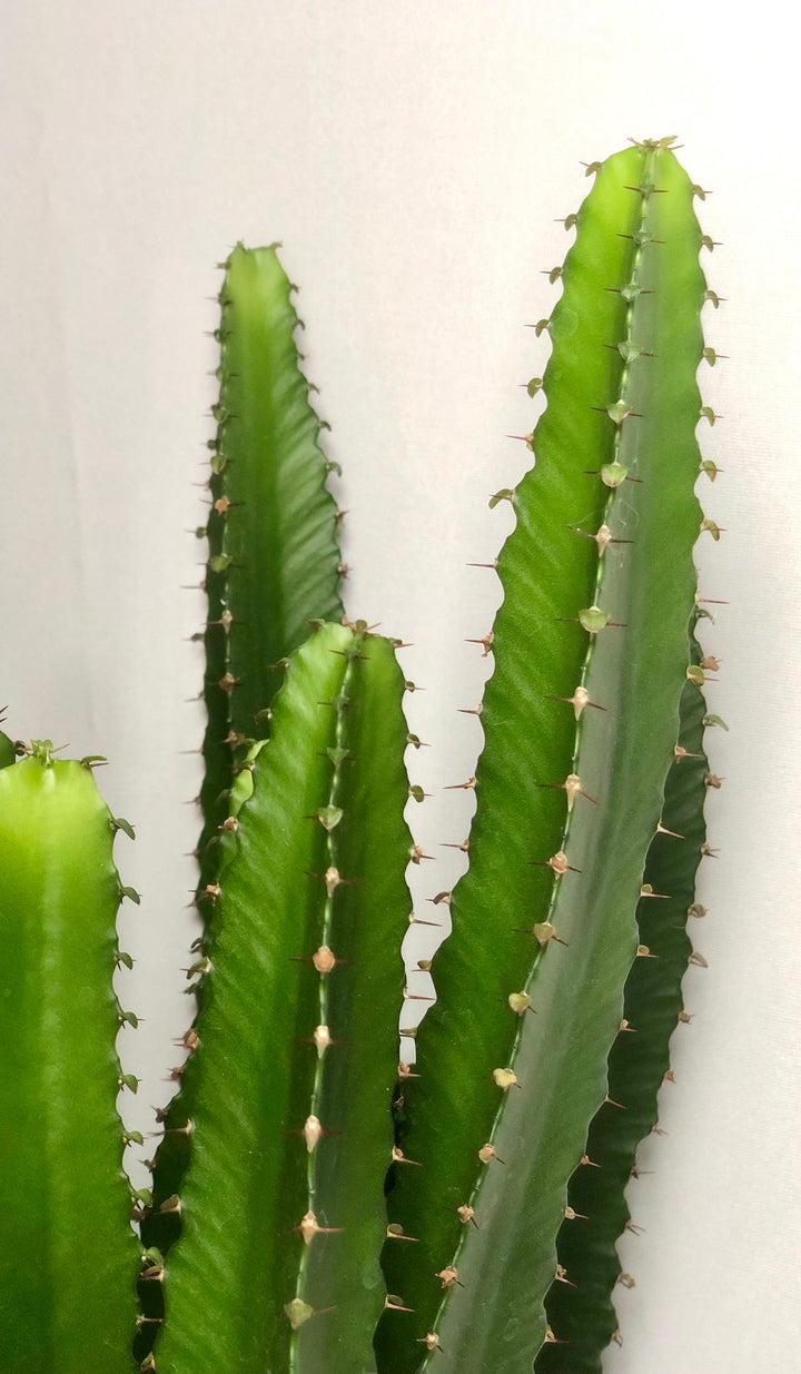 Euphorbia Triangularis