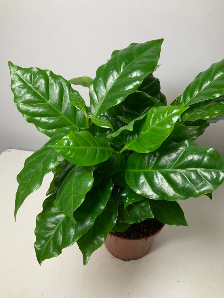 Coffea Arabica - coffee plant