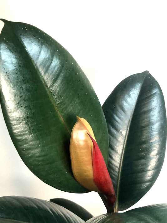 Ficus Abidjan