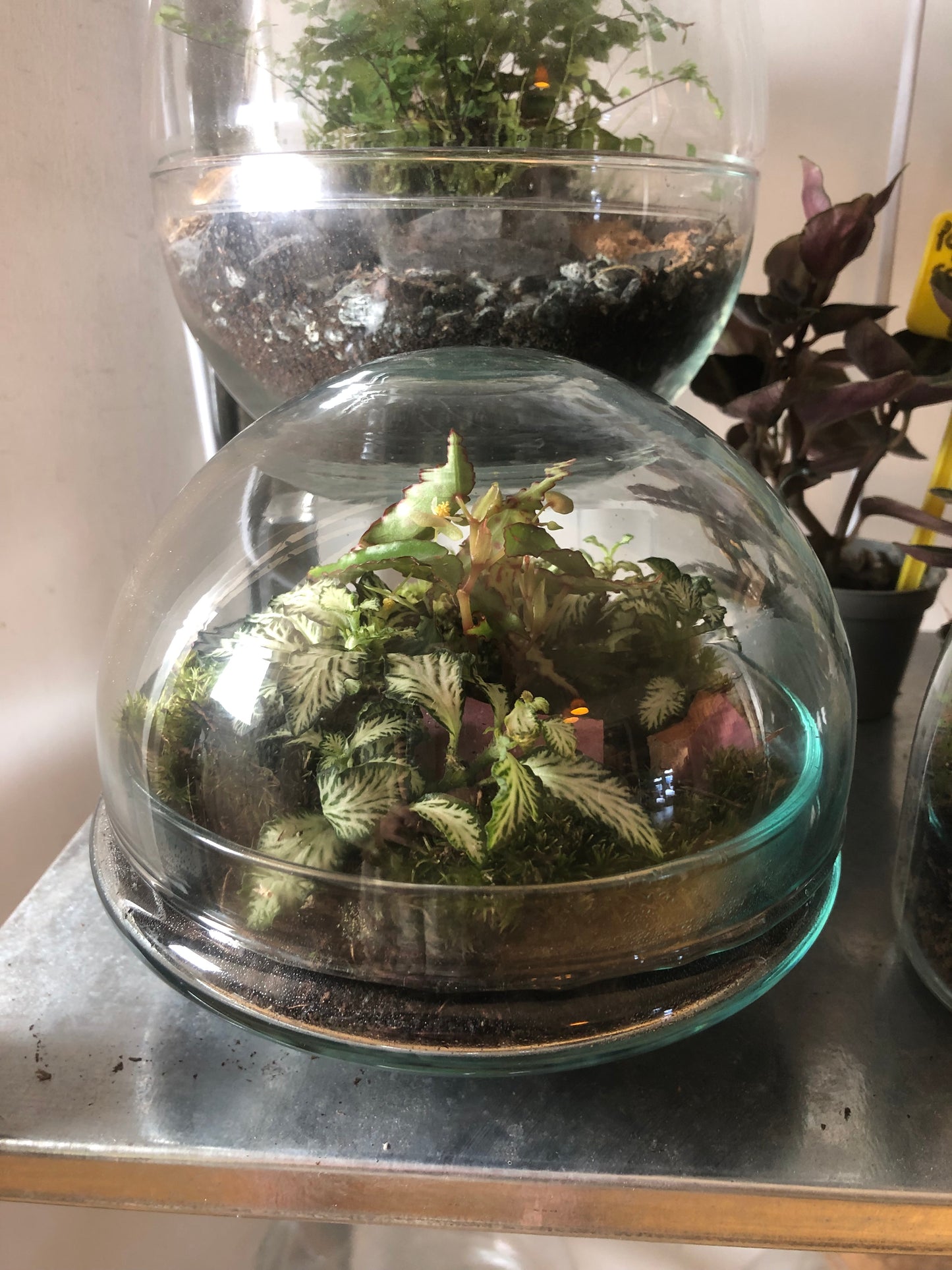Glass Bio-dome terrarium Lucky Dip