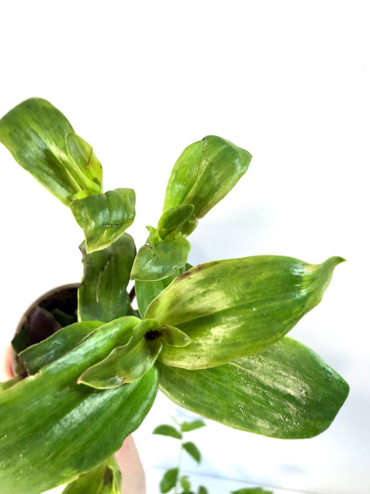 Tradescantia Maidens Blush