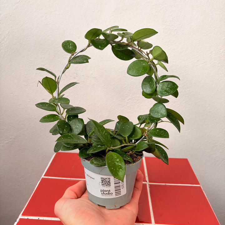 Hoya 'Mathilde' - Wax plant