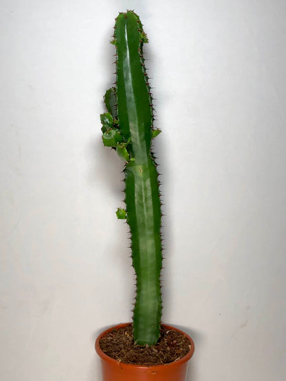 Euphorbia Acrurensis