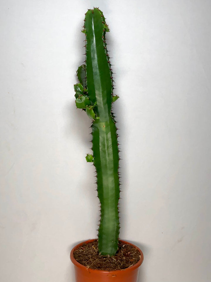 Euphorbia acrurensis – Desert Candle Cactus