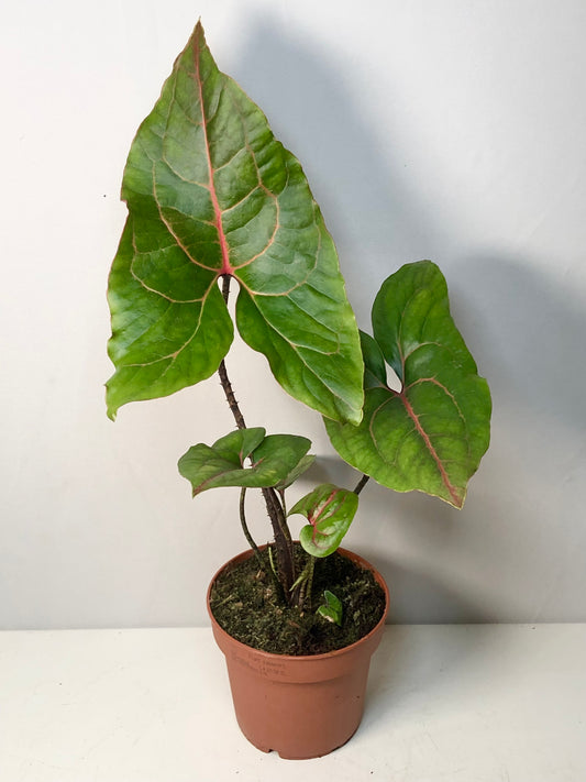 Cyrtosperma Johnstonii - Alocasia Black Jack