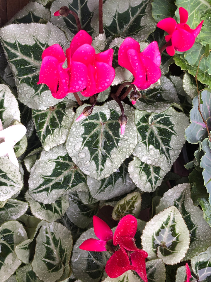 Cyclamen Picasso