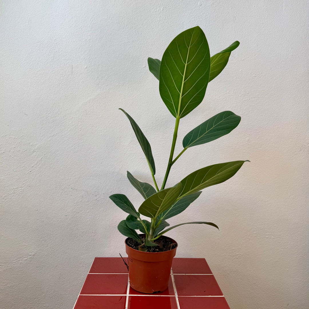 Ficus Benghalensis