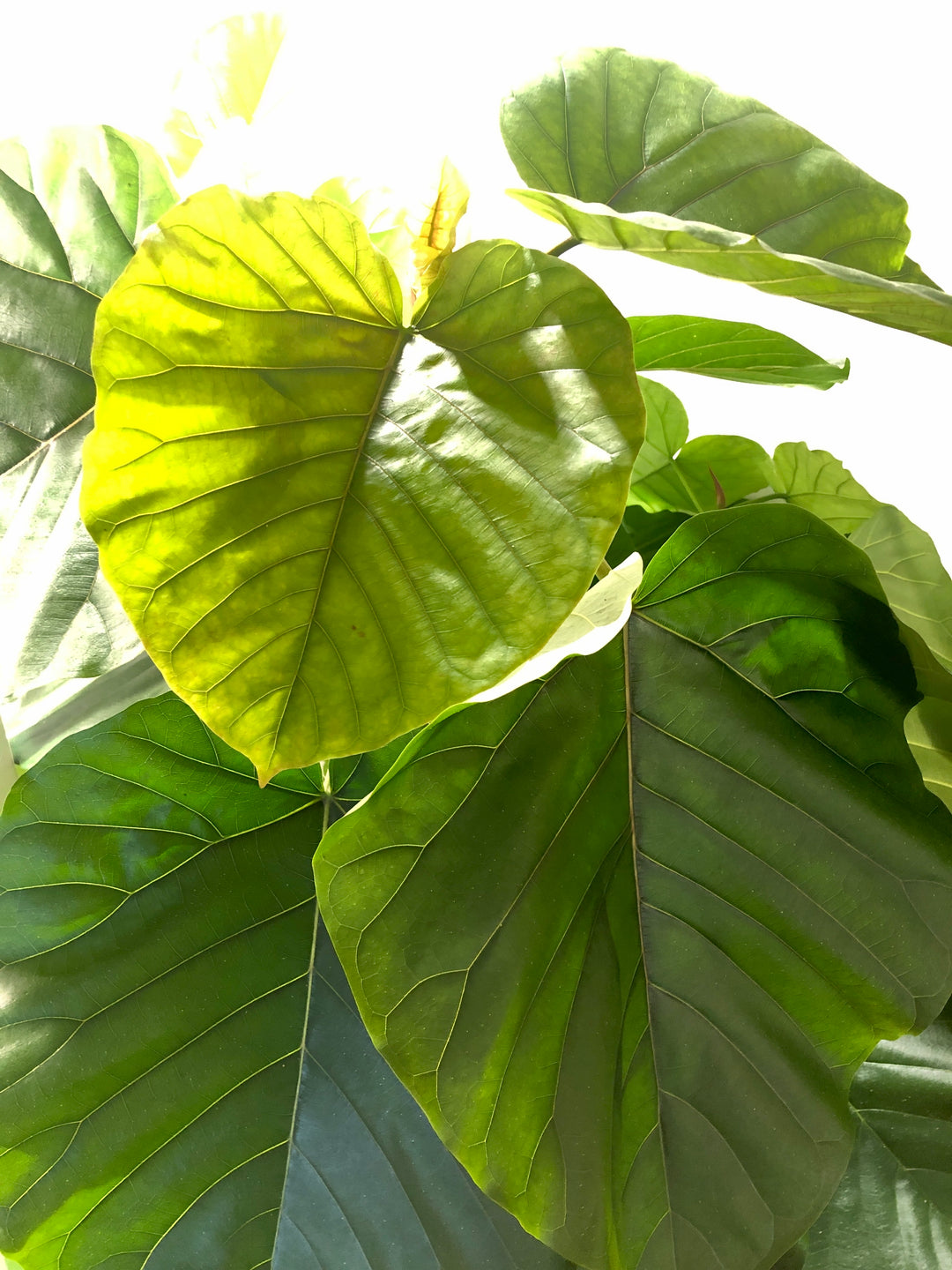 Ficus Umbellata