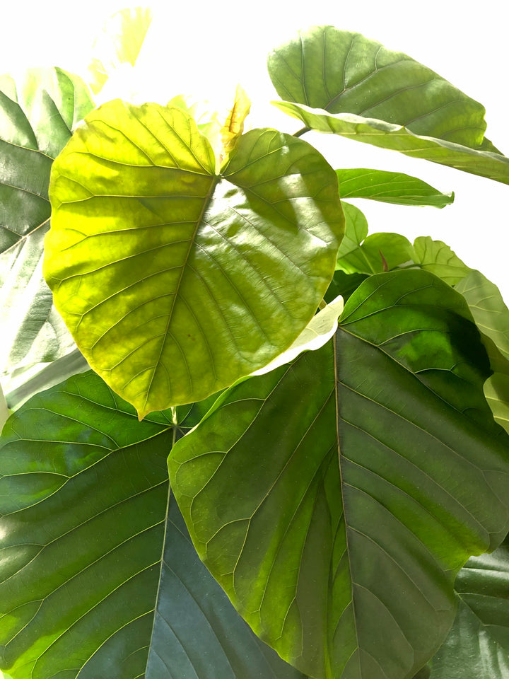 Ficus Umbellata