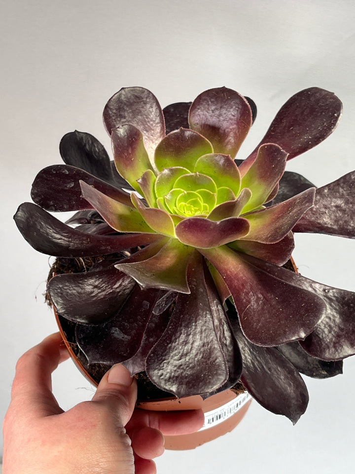 Aeonium Ab. Velours