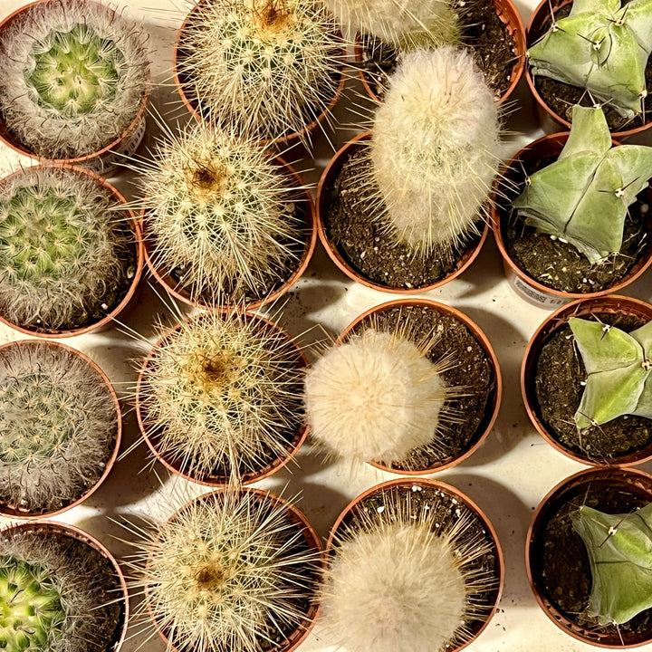 Mini Cactus Lucky Dip
