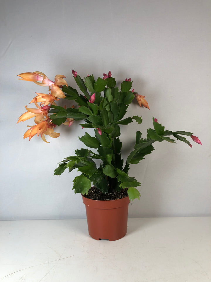 Schlumbergera Orange -Christmas/easter/holiday cactus