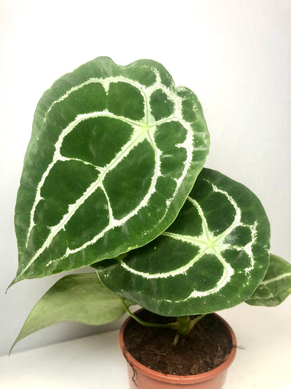 Anthurium Forgetii