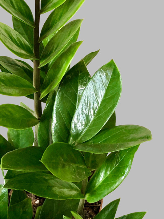 Zamioculcas Zamifolia- ZZ plant