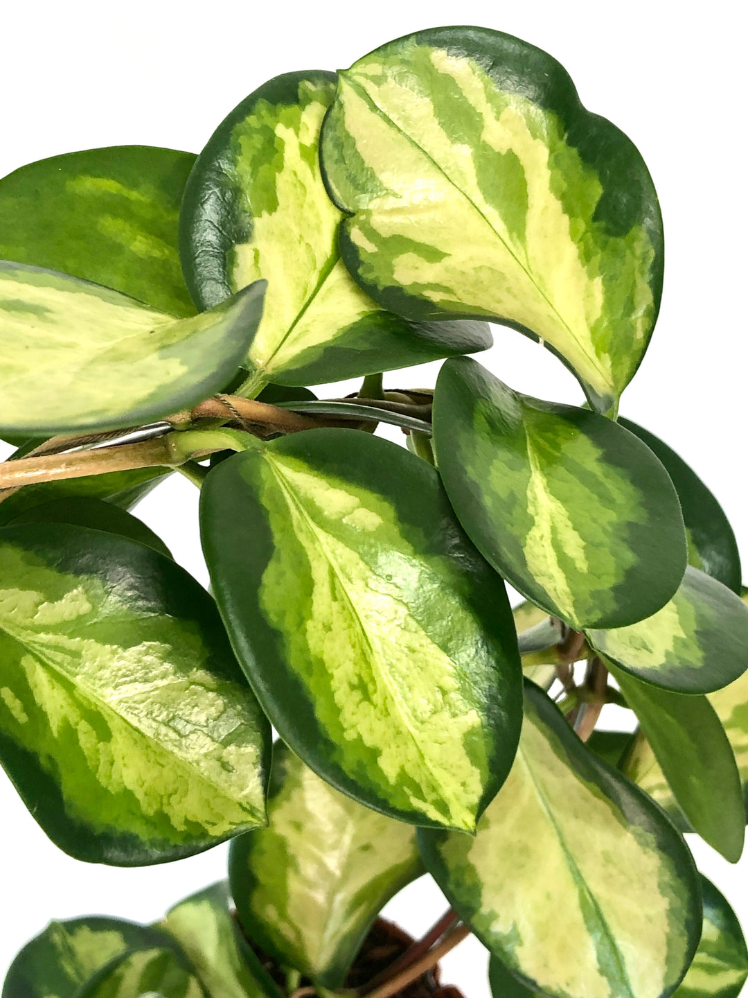 Hoya australis 'Lisa' - Wax plant