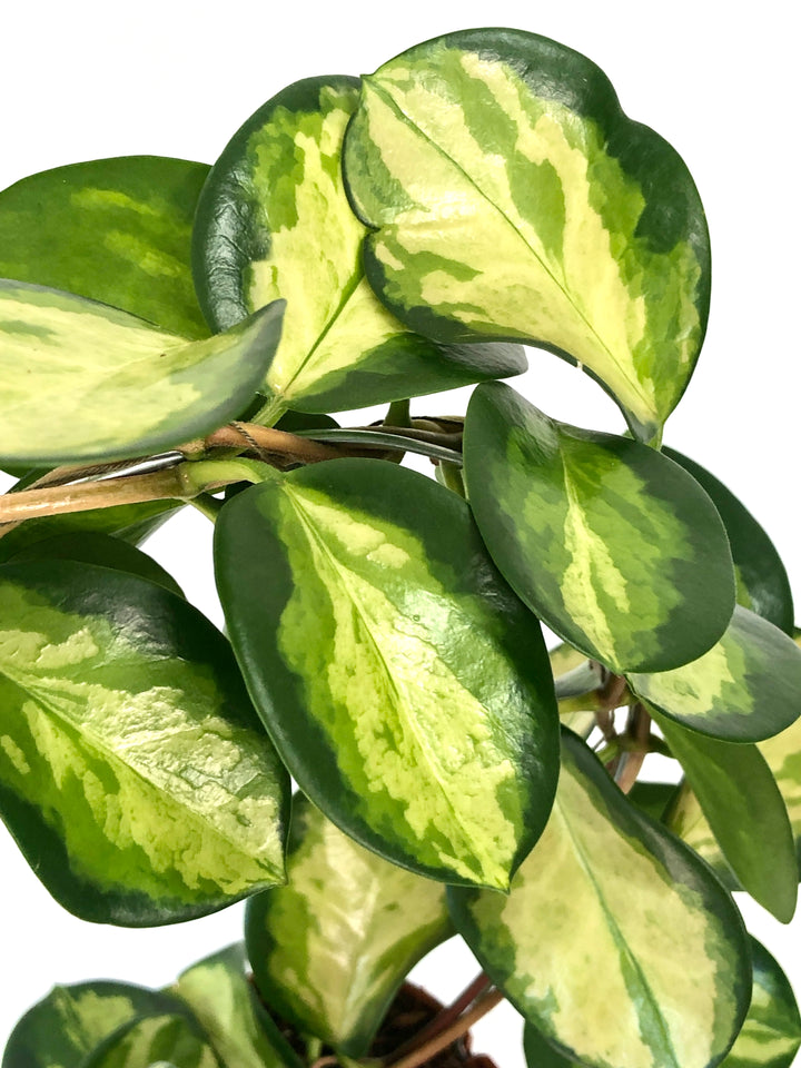 Hoya australis 'Lisa' - Wax plant