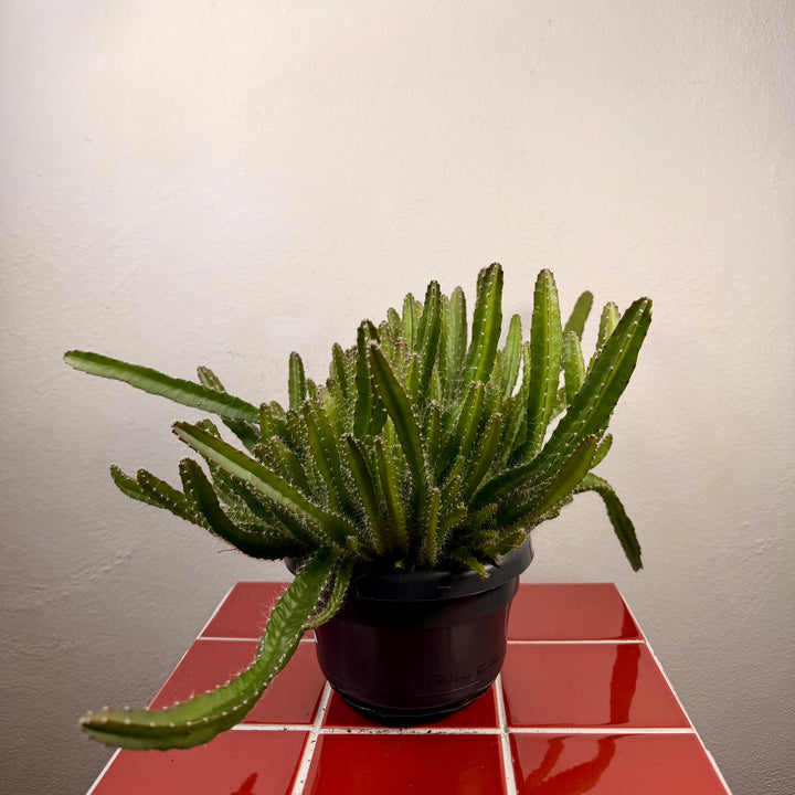 Hylocereus undatus – Dragon Fruit Cactus