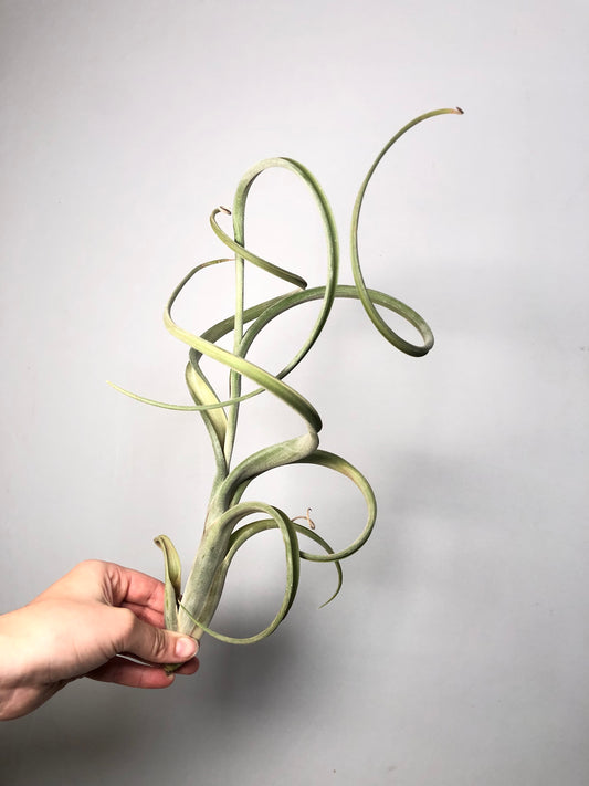 Tillandsia Intermedia Giant