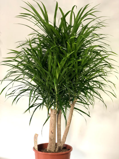 Dracaena Anita