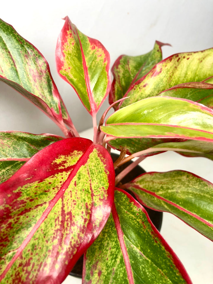 Aglaonema ‘Crete’ – Chinese Evergreen