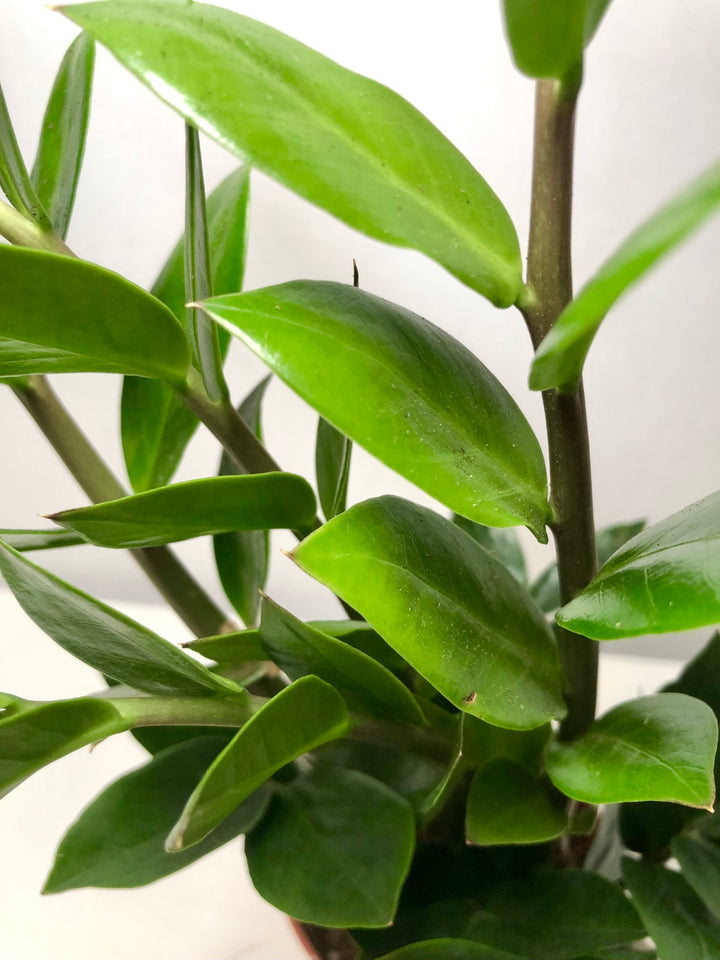 Zamioculcas Zamifolia- ZZ plant