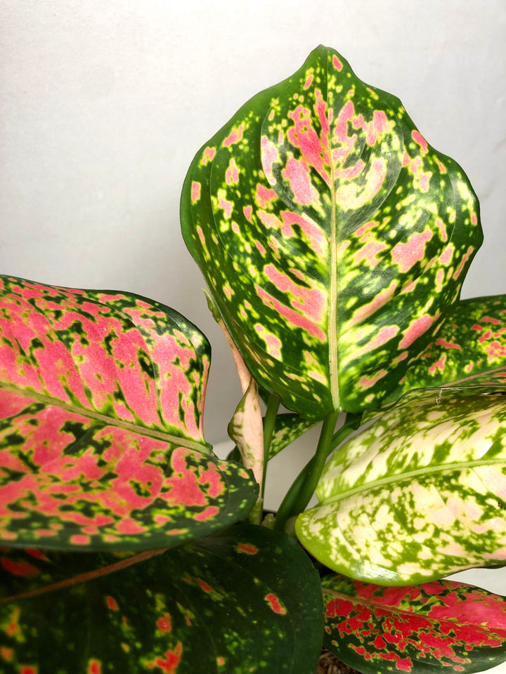 Aglaonema Crimson Love