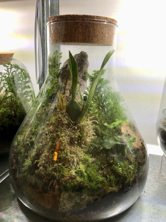 Beaker Plant Studio Terrarium lucky dip