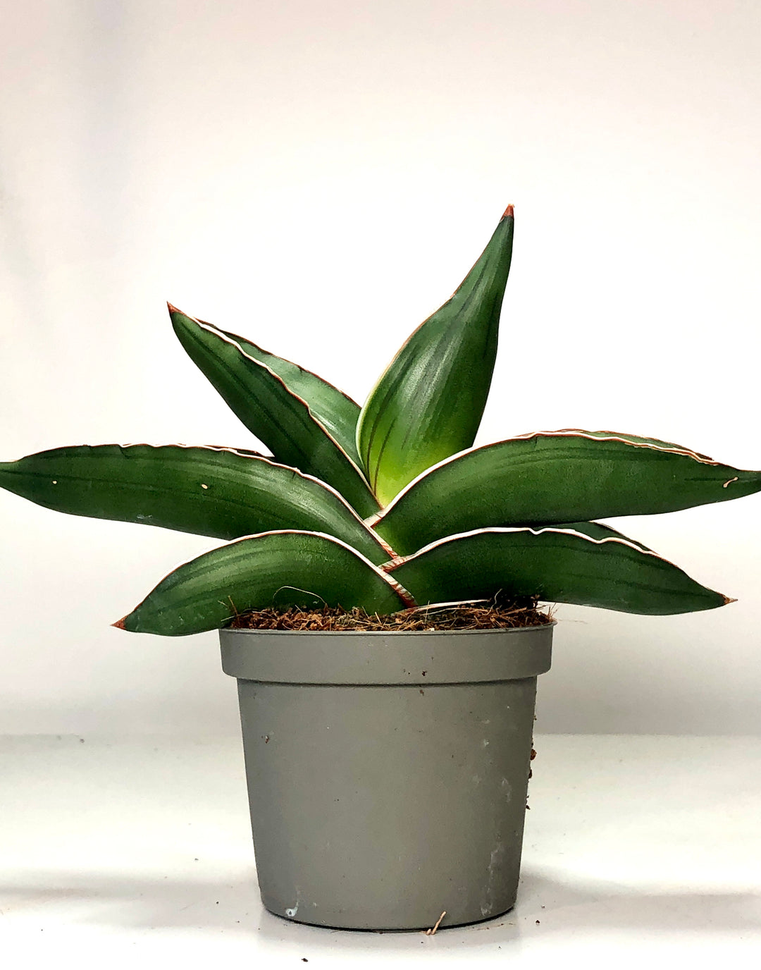 Sansevieria Samurai
