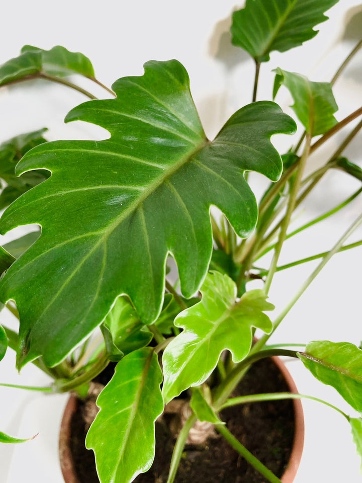 Philodendron Xanadu