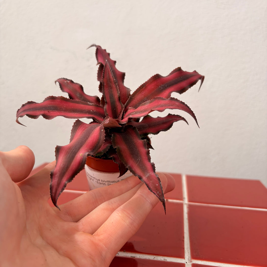 Cryptanthus bivittatus ‘Pink Starlight’ -Earth Star